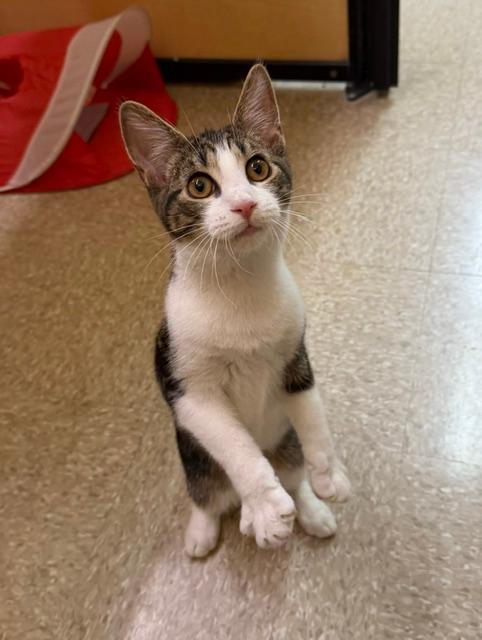 Enlarge Taz, a Adopted mixed breed in Orchard Park, NY image 1/1