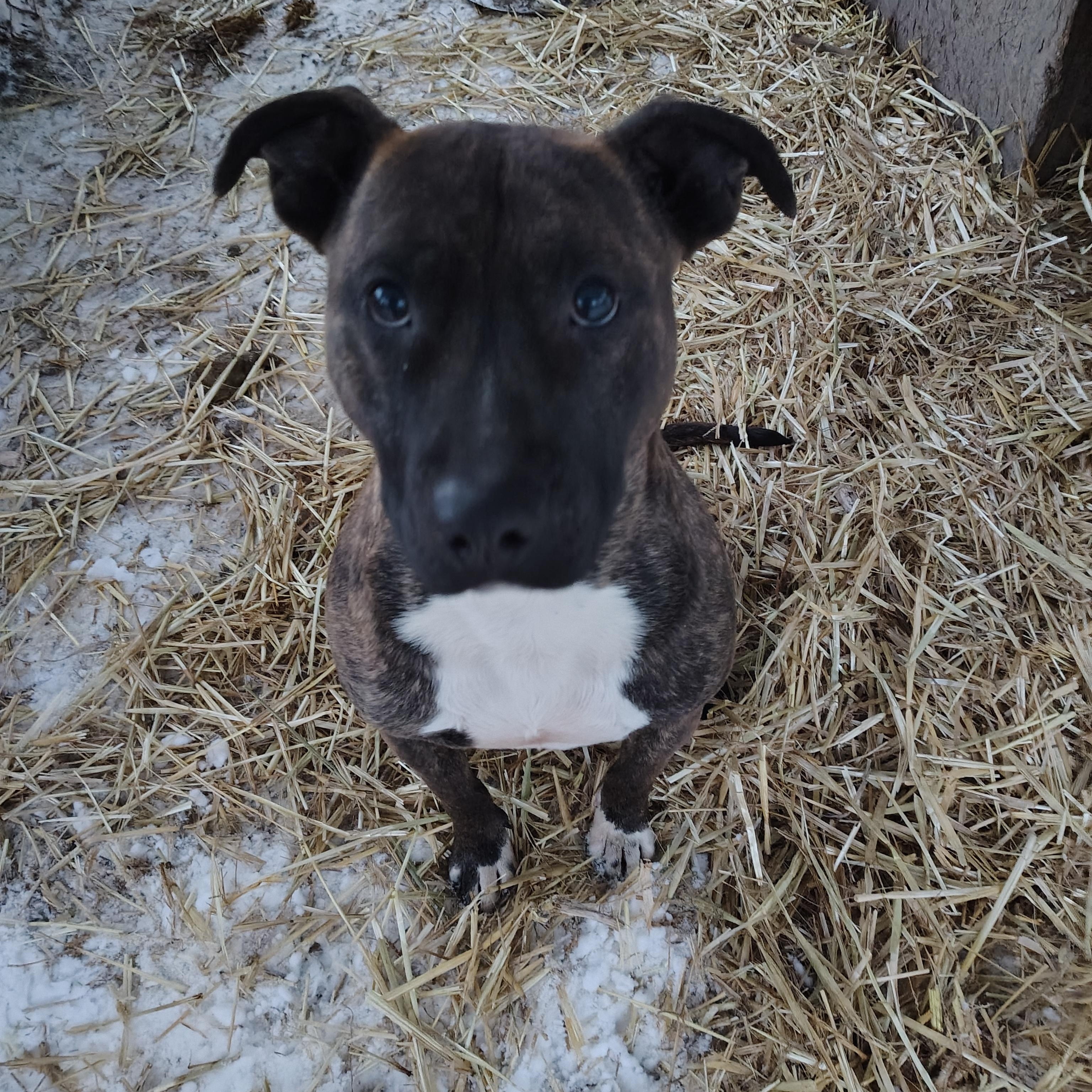 Enlarge Arthur, a Adoptable Staffordshire Bull Terrier in Jasonville, IN image 2/4