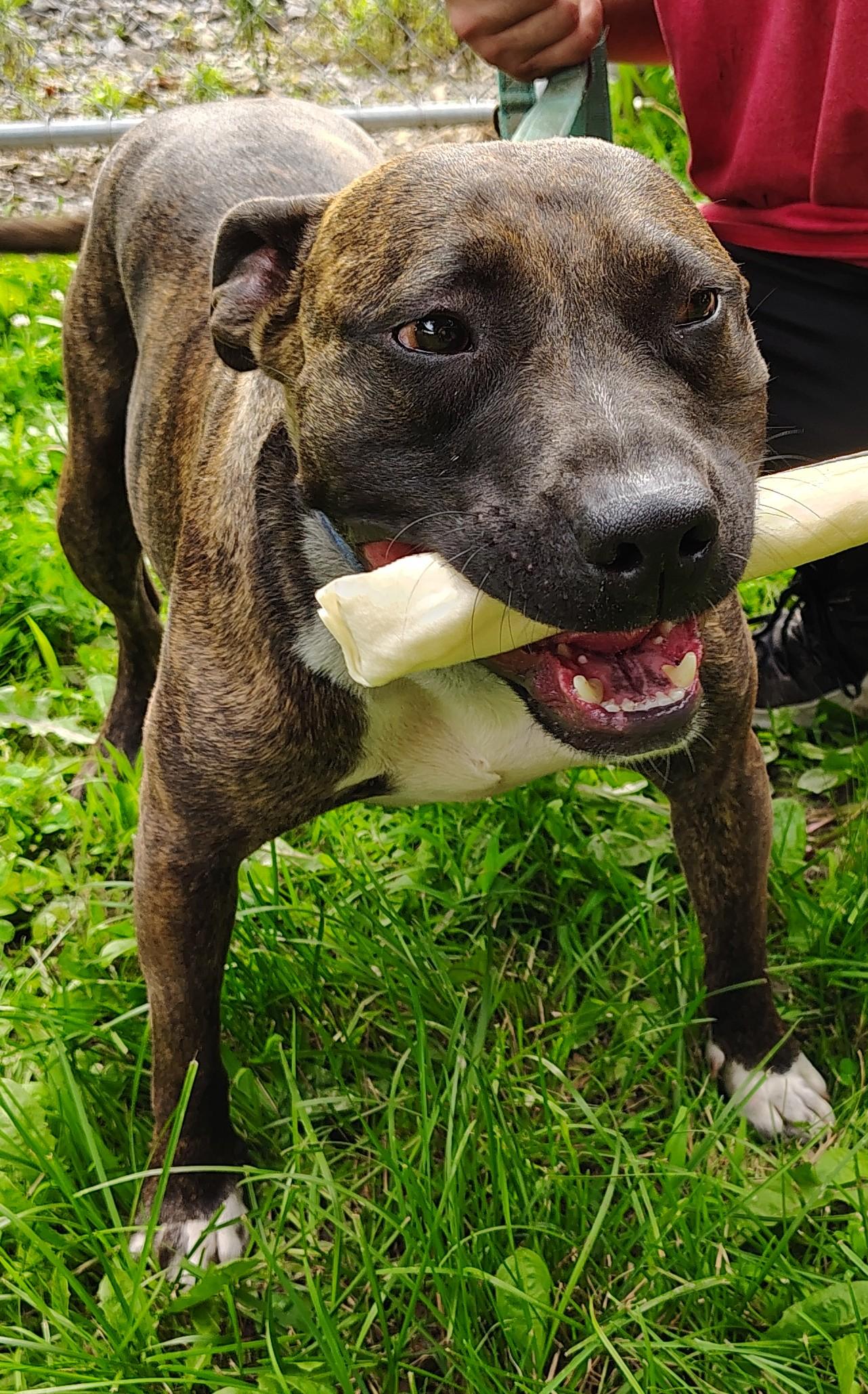 Arthur, an adoptable Staffordshire Bull Terrier in Jasonville, IN, 47438 | Photo Image 1
