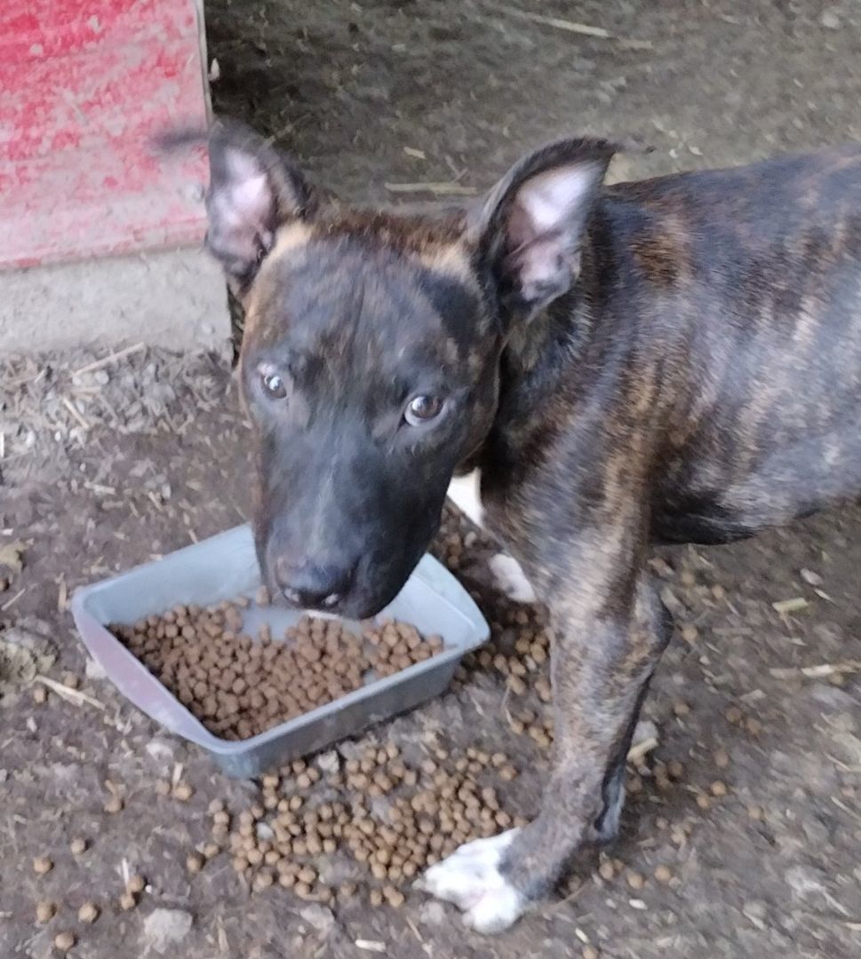 Enlarge Arthur, a Adoptable Staffordshire Bull Terrier in Jasonville, IN image 4/4
