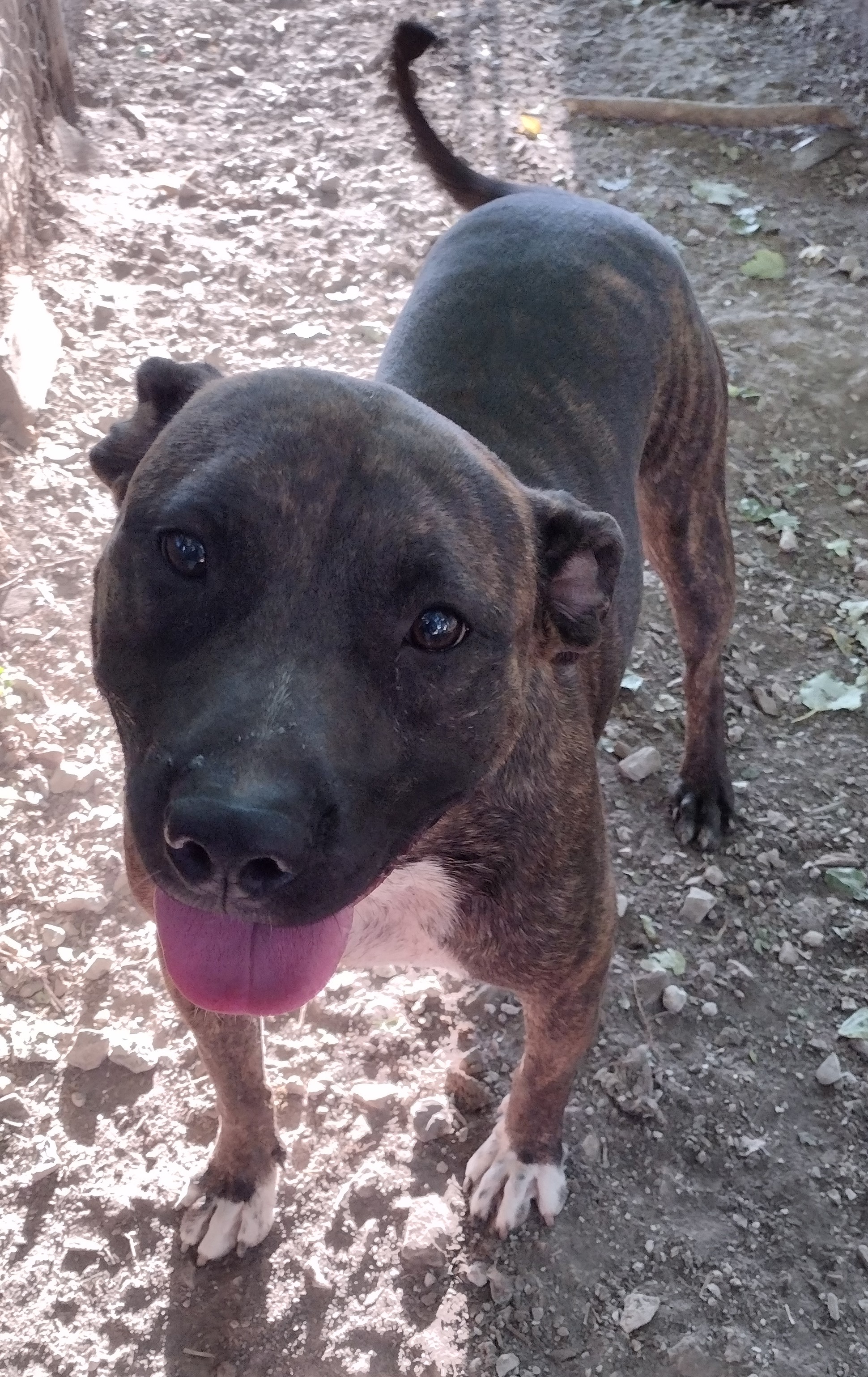 Enlarge Arthur, a Adoptable Staffordshire Bull Terrier in Jasonville, IN image 3/4