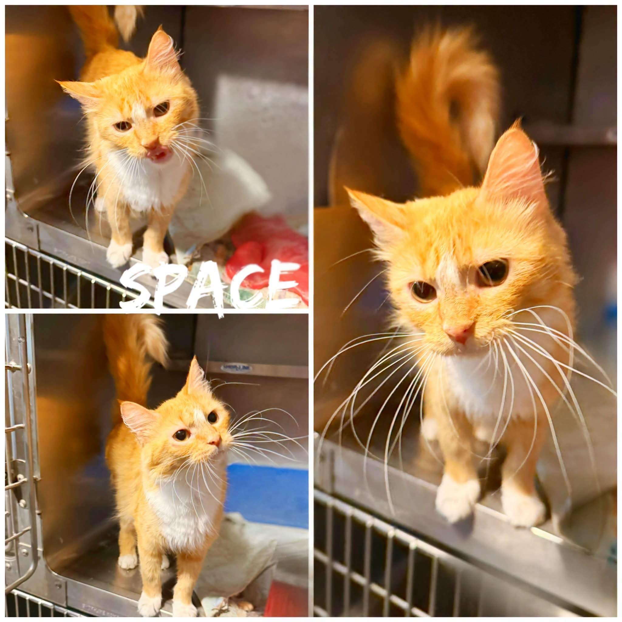Enlarge Space, a Adoptable Domestic Long Hair in Saint James, MO image 1/1