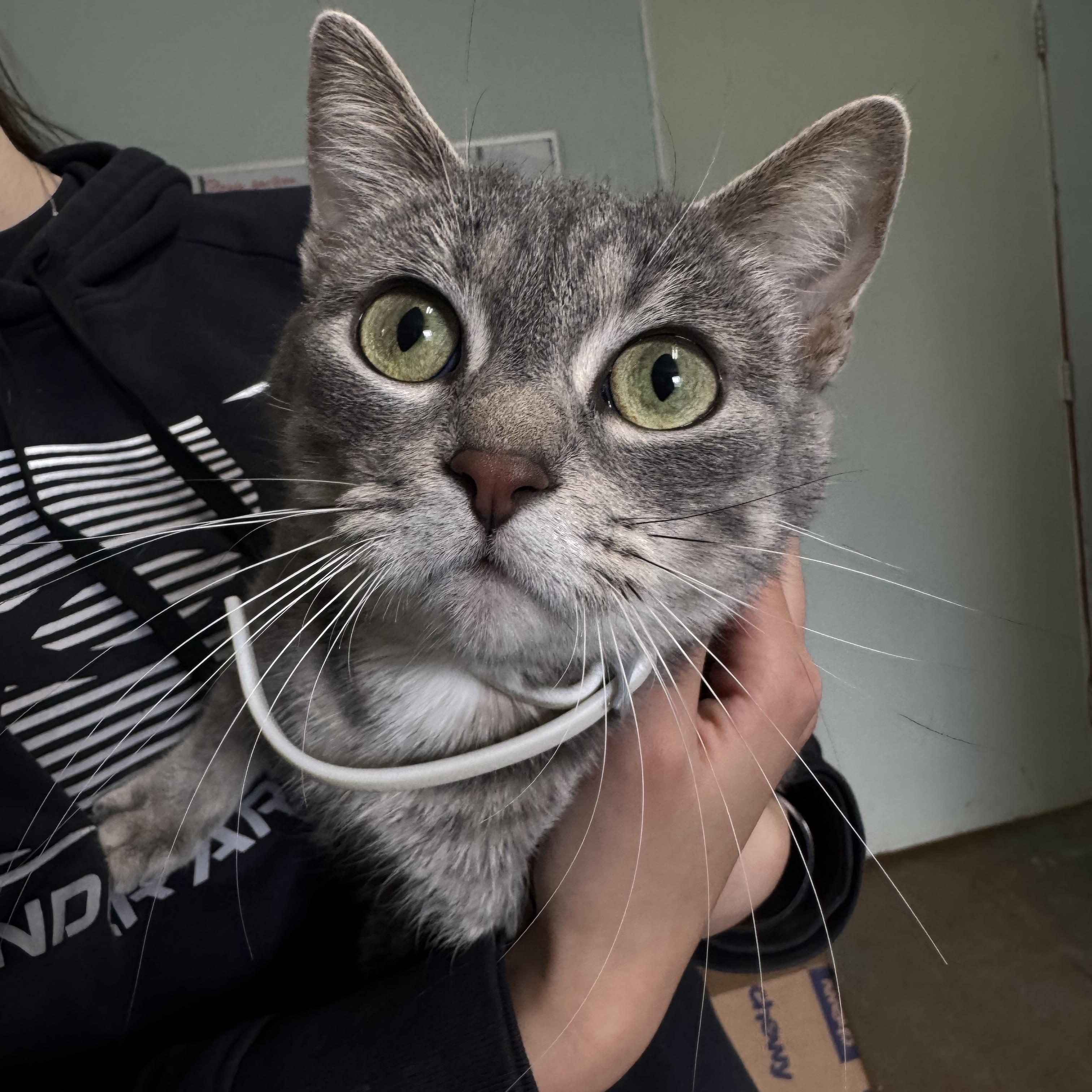 Wonky Wombat, Adoptable, Adult Female Domestic Short Hair.