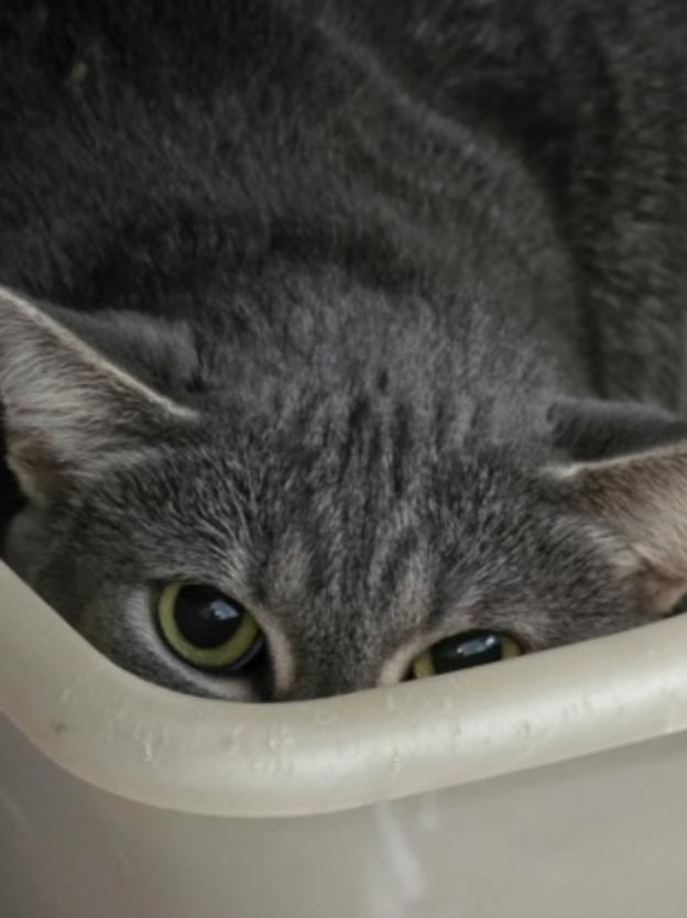 Wonky Wombat, a Adoptable mixed breed in Marshall, NC image 2/2