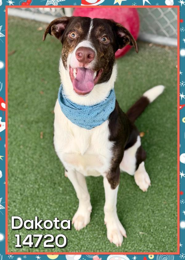 Dakota (881), Adoptable, Young Male Border Collie.