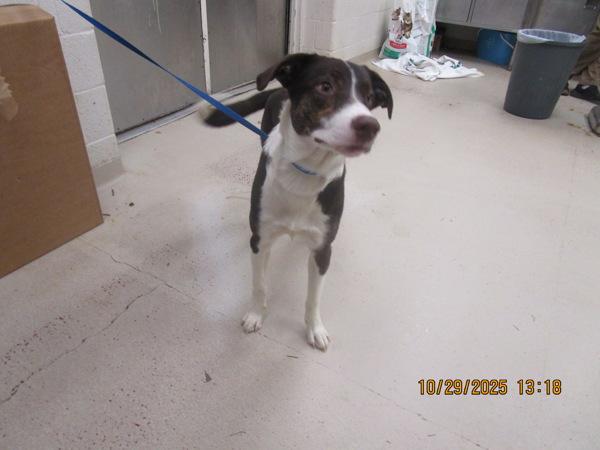 Dakota (881), a Adoptable mixed breed in Marietta, GA image 2/2