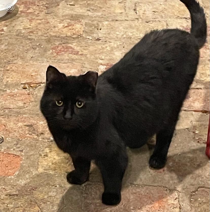 Jeff, Adoptable, Adult Male Domestic Medium Hair.