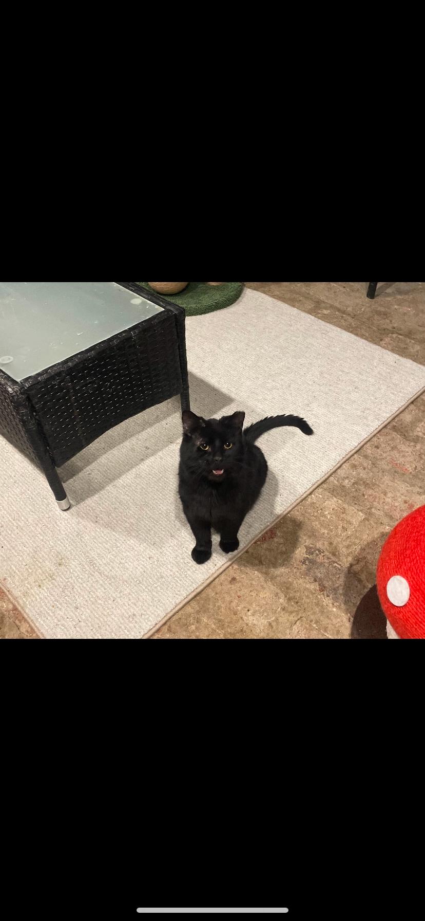 Enlarge Jeff, a Adoptable Domestic Medium Hair in Waveland, IN image 2/2