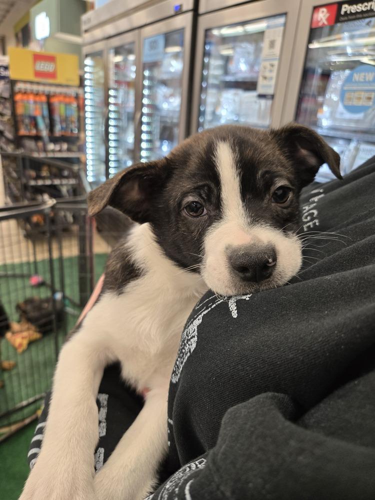 Frankfurt, Adoptable, Puppy Male Chihuahua.