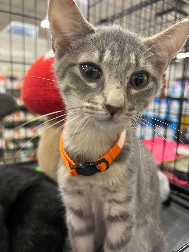Alta, Adoptable, Kitten Female Domestic Short Hair.
