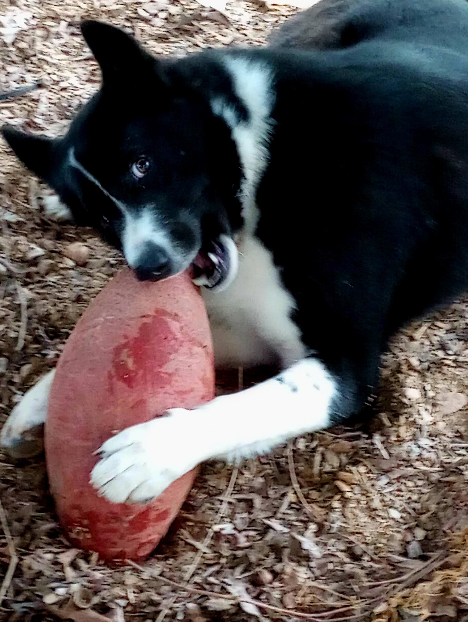 Grizz, a Adopted Karelian Bear Dog in Chase City, VA image 1/2