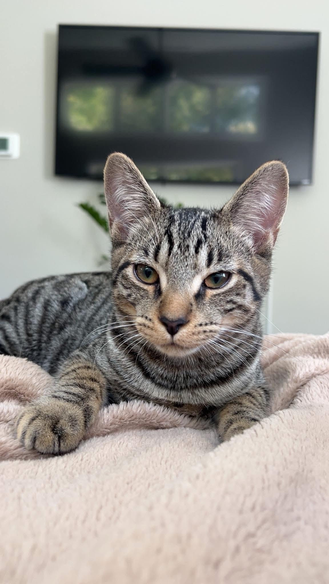 Delta, a Adoptable Domestic Short Hair in Clyde, NC image 2/5