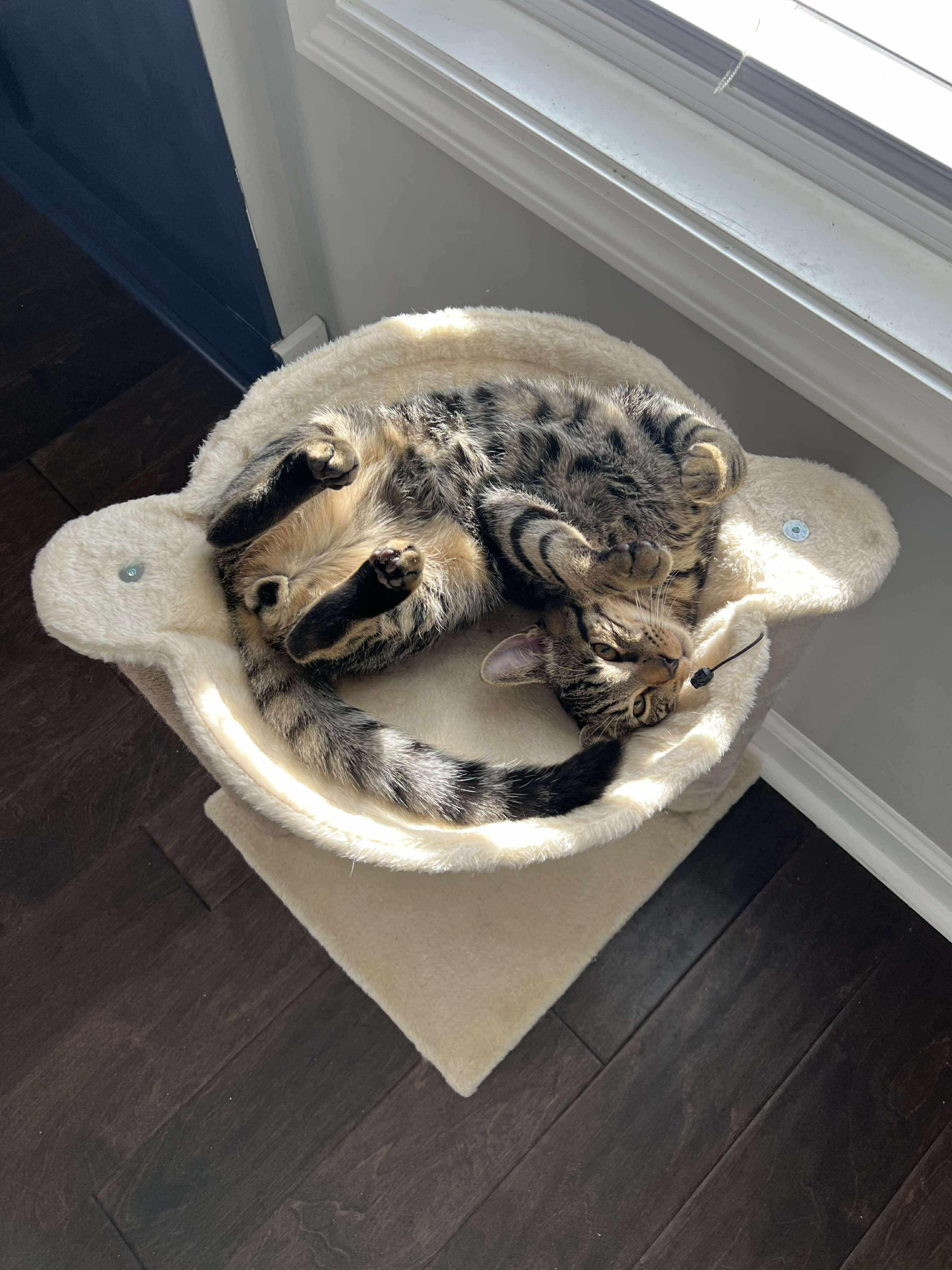 Delta, a Adoptable Domestic Short Hair in Clyde, NC image 1/5