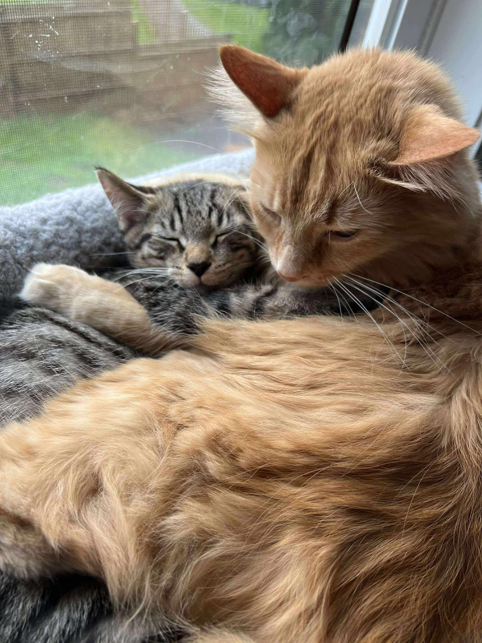 Delta, a Adoptable Domestic Short Hair in Clyde, NC image 3/5