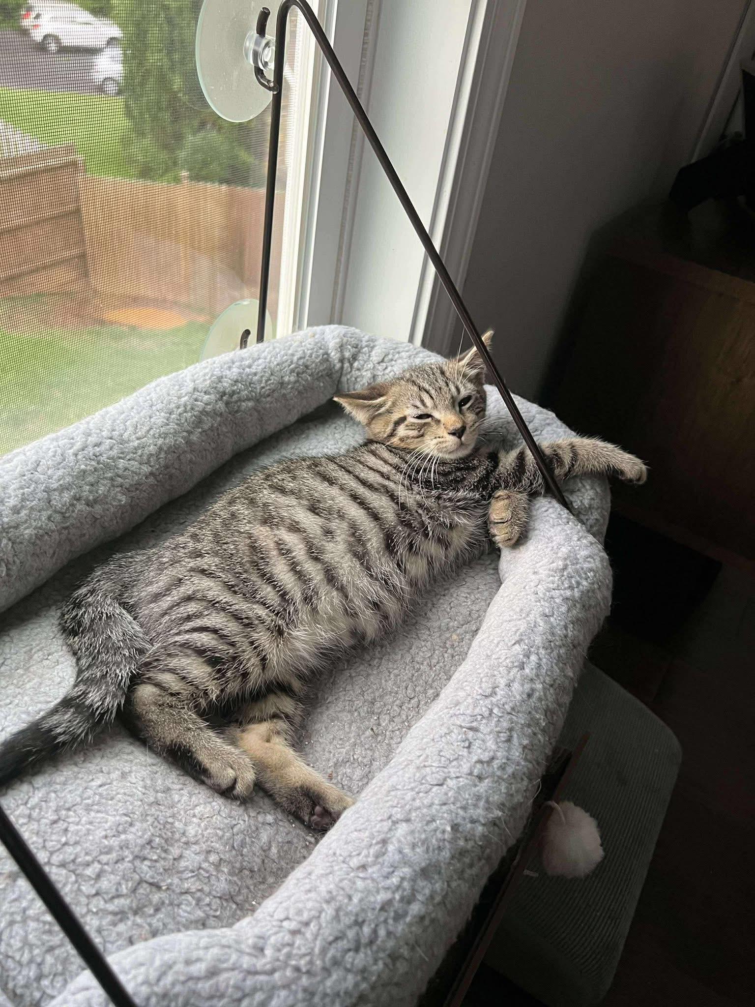 Delta, a Adoptable Domestic Short Hair in Clyde, NC image 4/5