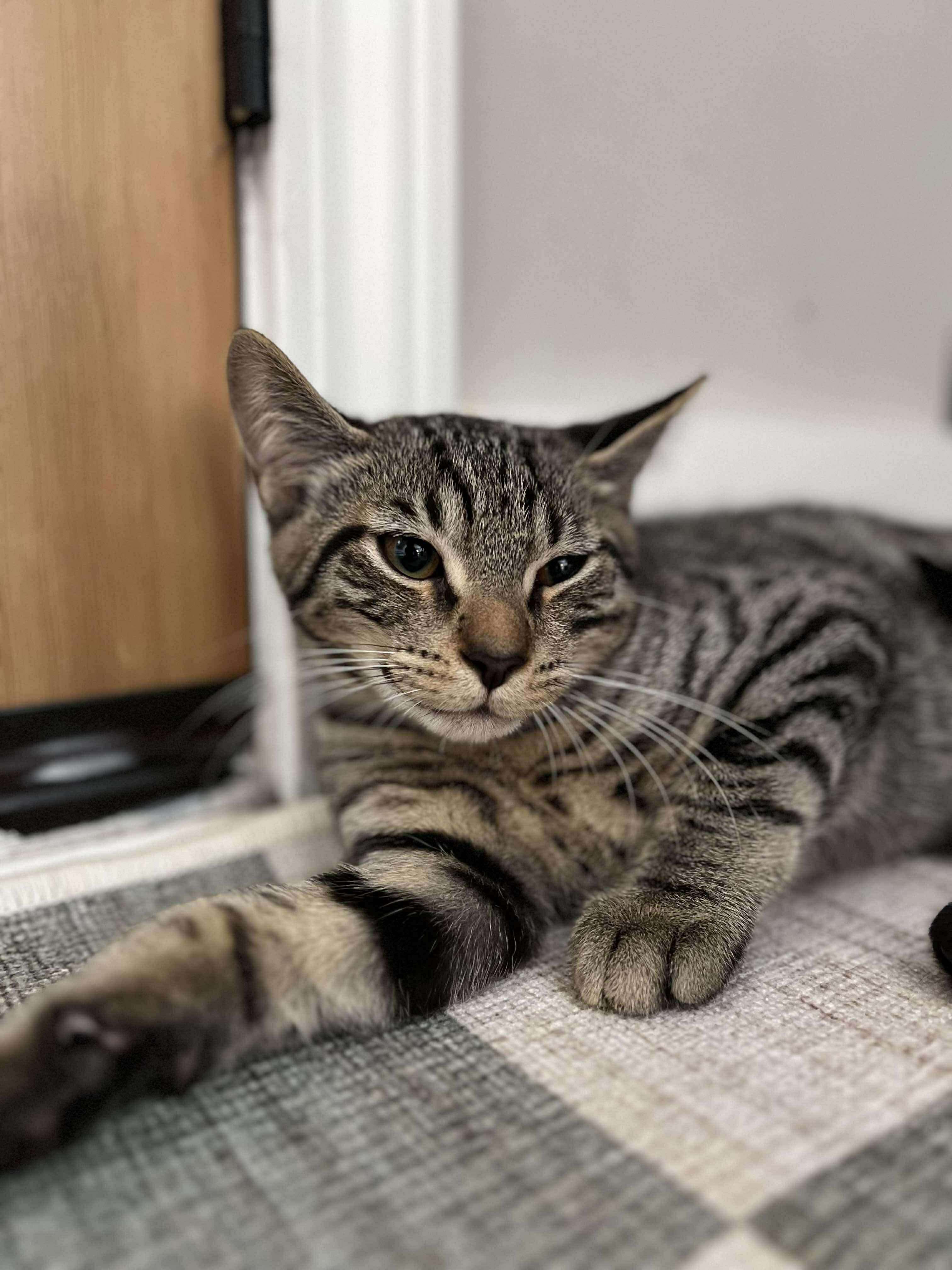 Delta, a Adoptable Domestic Short Hair in Clyde, NC image 5/5