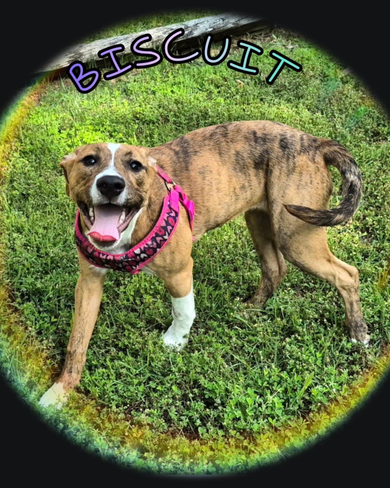 Biscuit