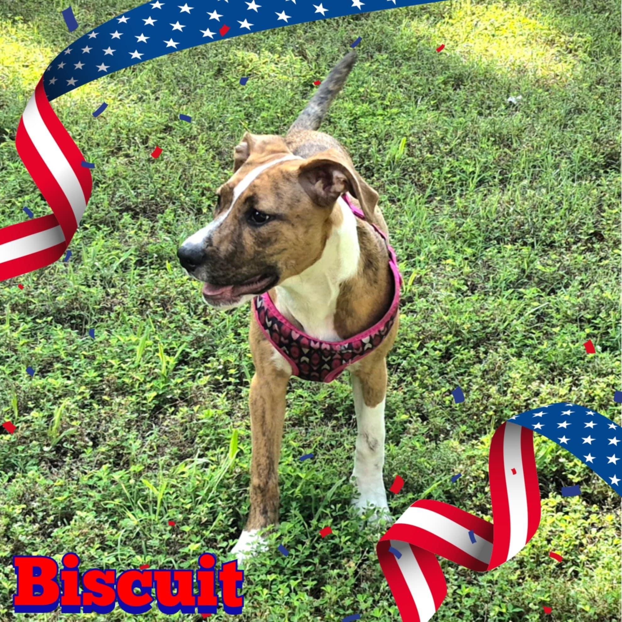 Biscuit photo 3