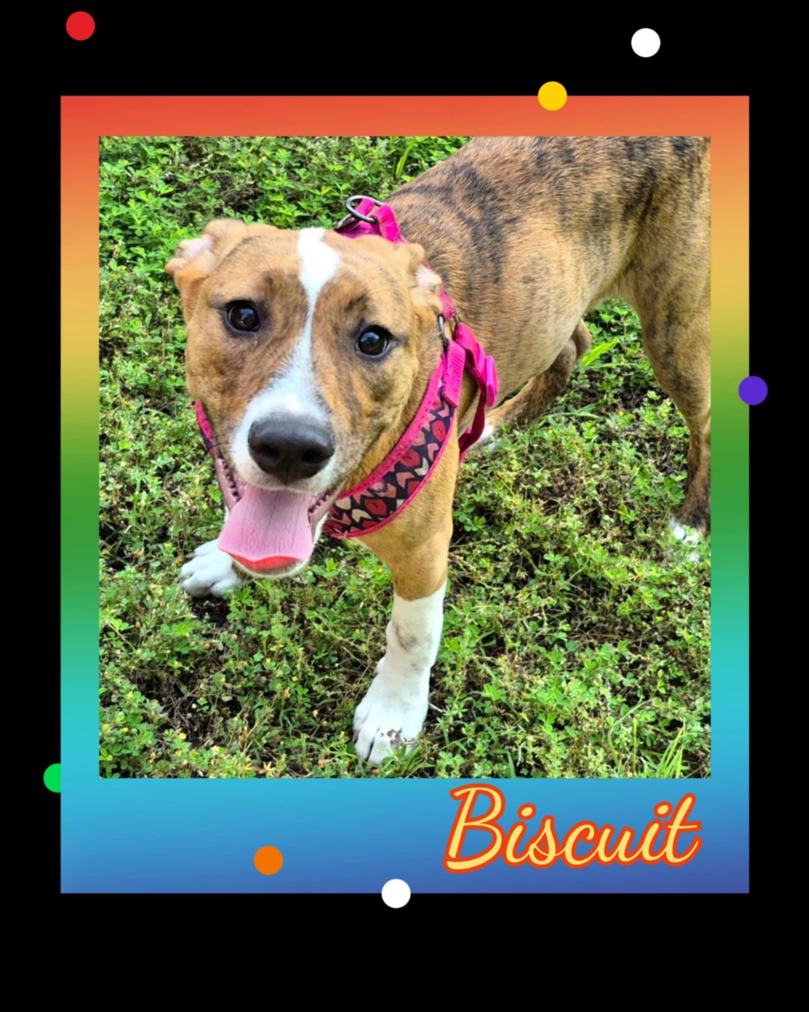 Biscuit photo 5