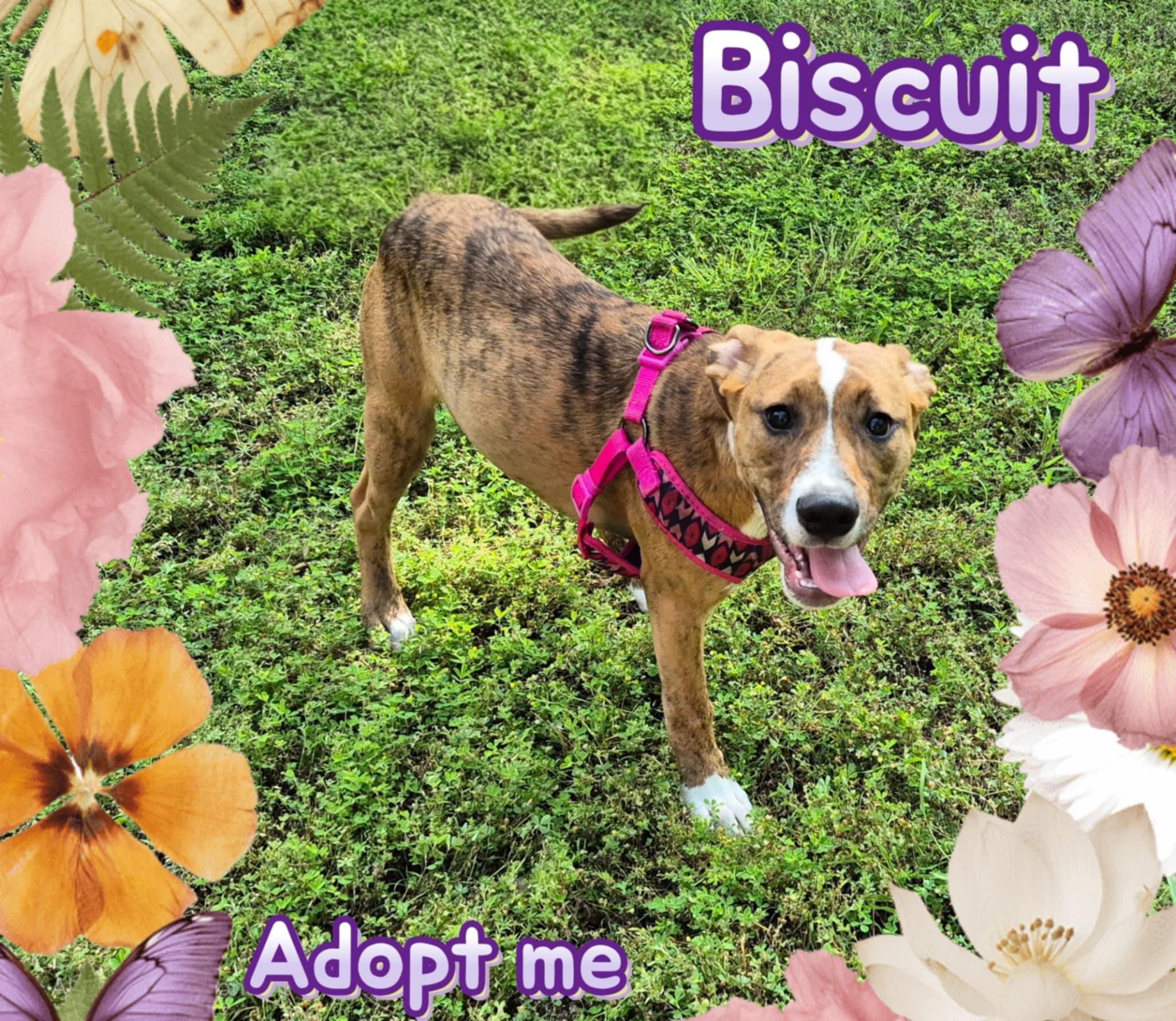 Biscuit photo 4