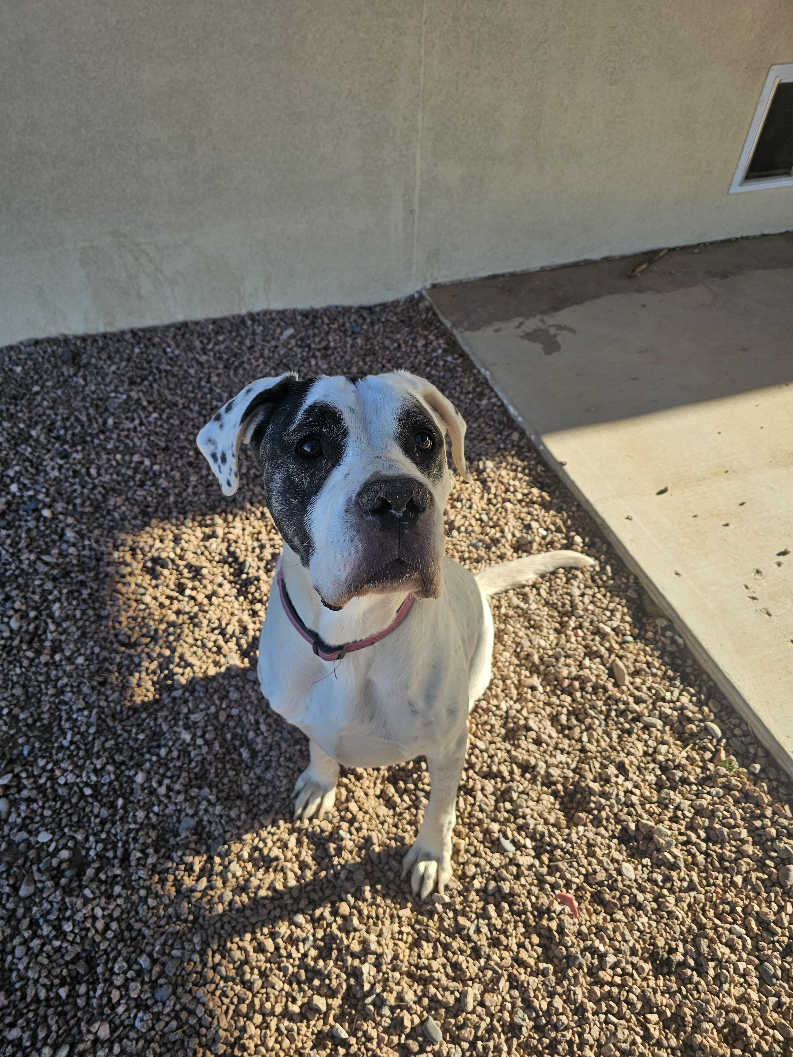 Bella, Adoptable, Adult Female American Staffordshire Terrier & Great Dane.