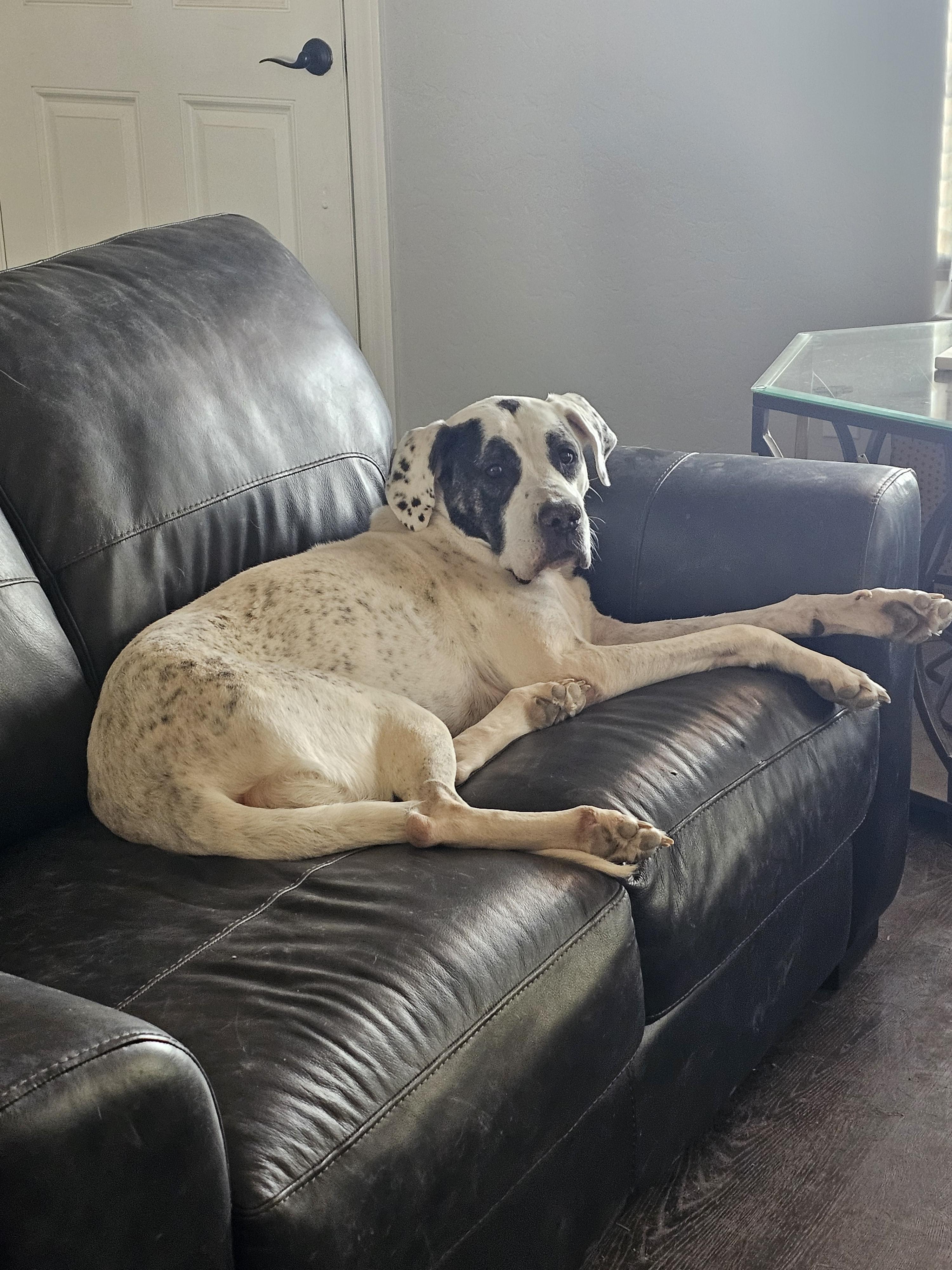 Enlarge Bella, a Adoptable mixed breed in Mesa, AZ image 2/2