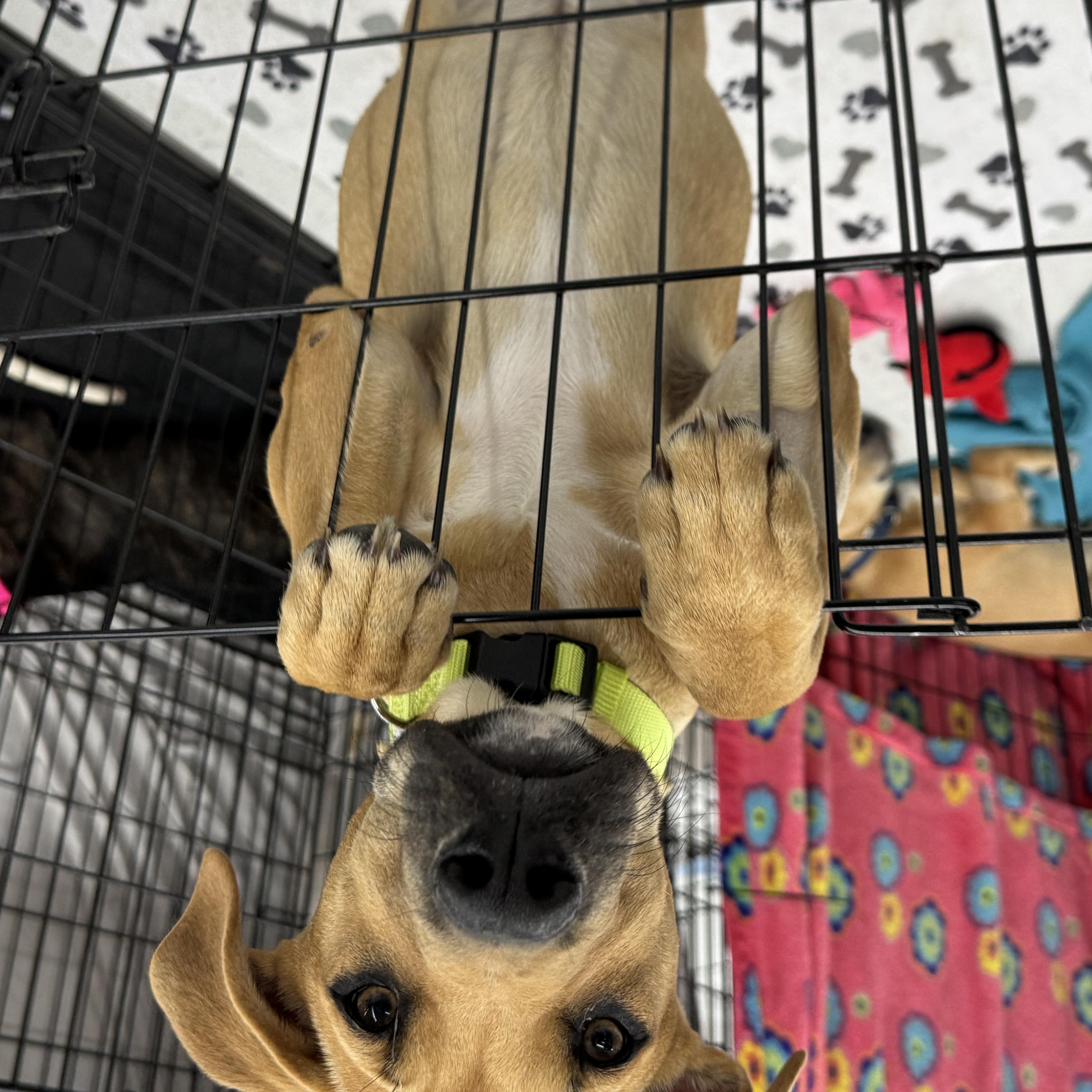 Enlarge Tucker, a Adoptable mixed breed in Schertz, TX image 1/6