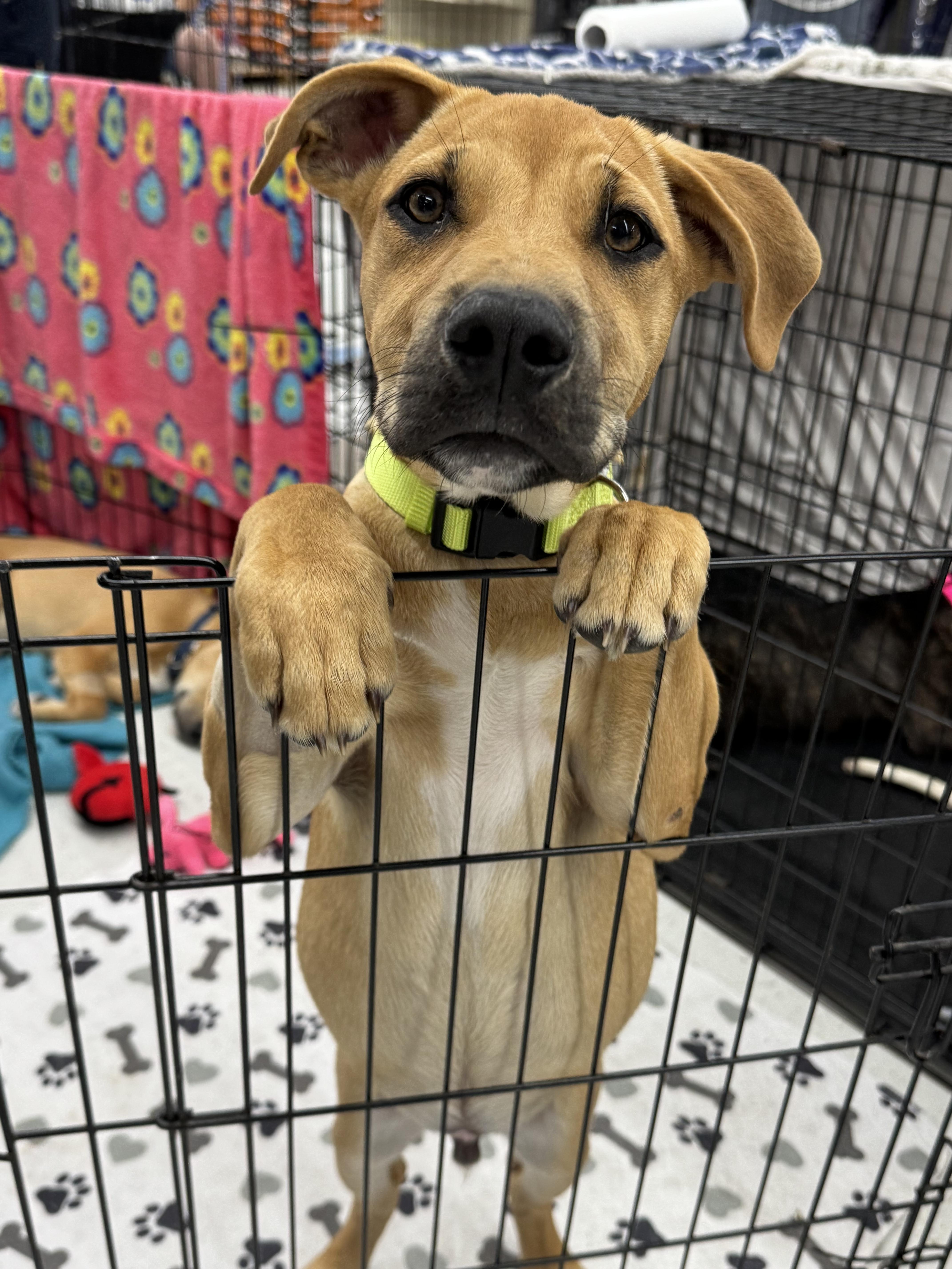 Tucker, a Adoptable mixed breed in Schertz, TX image 1/6