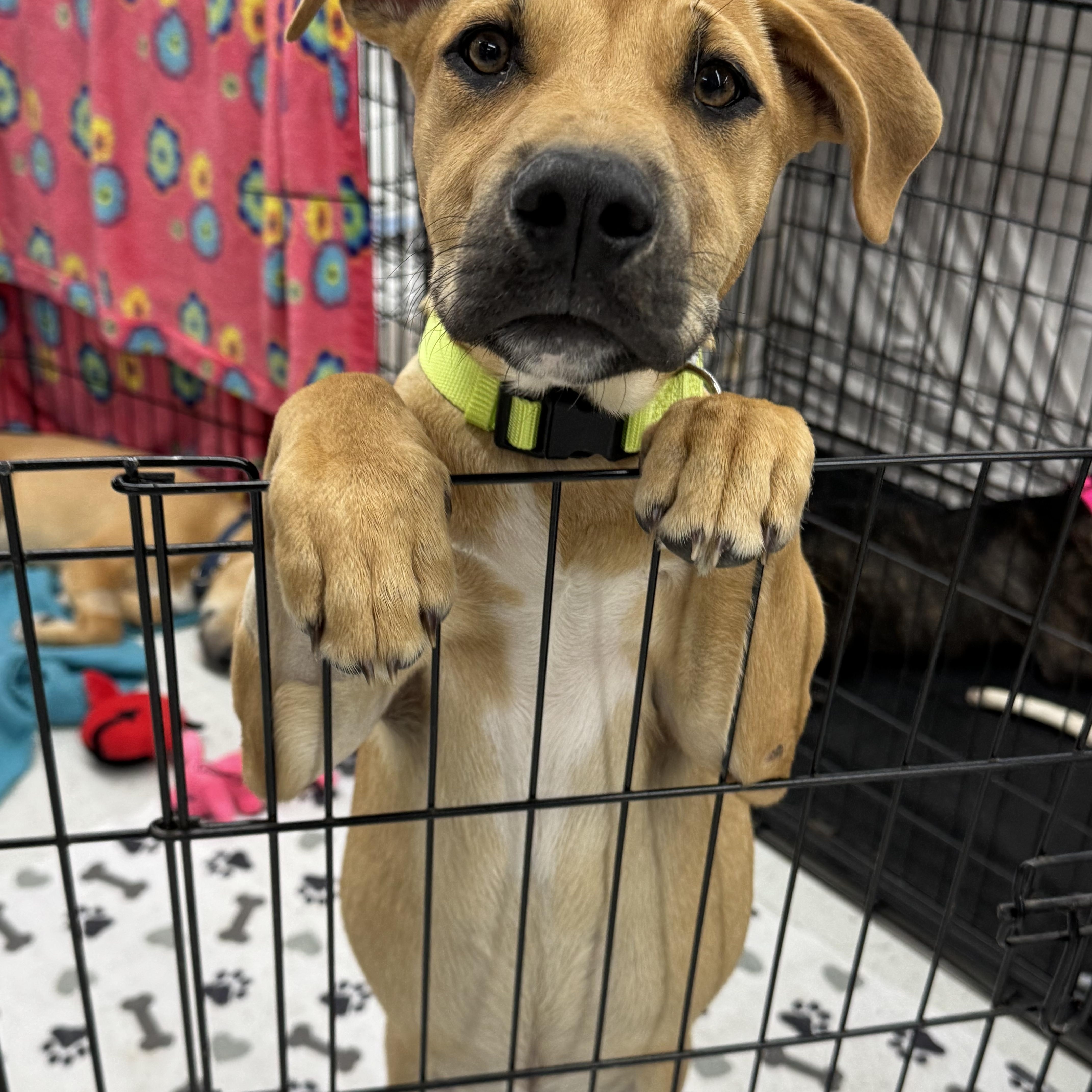Enlarge Tucker, a Adoptable mixed breed in Schertz, TX image 1/6