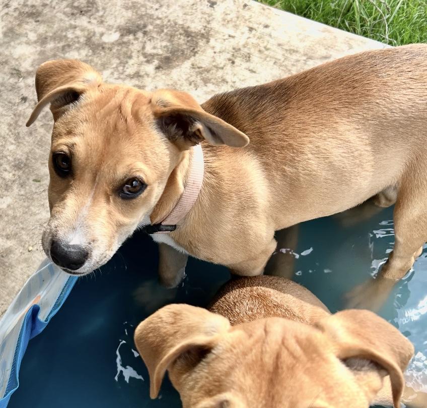 Tucker, a Adoptable mixed breed in Schertz, TX image 2/6