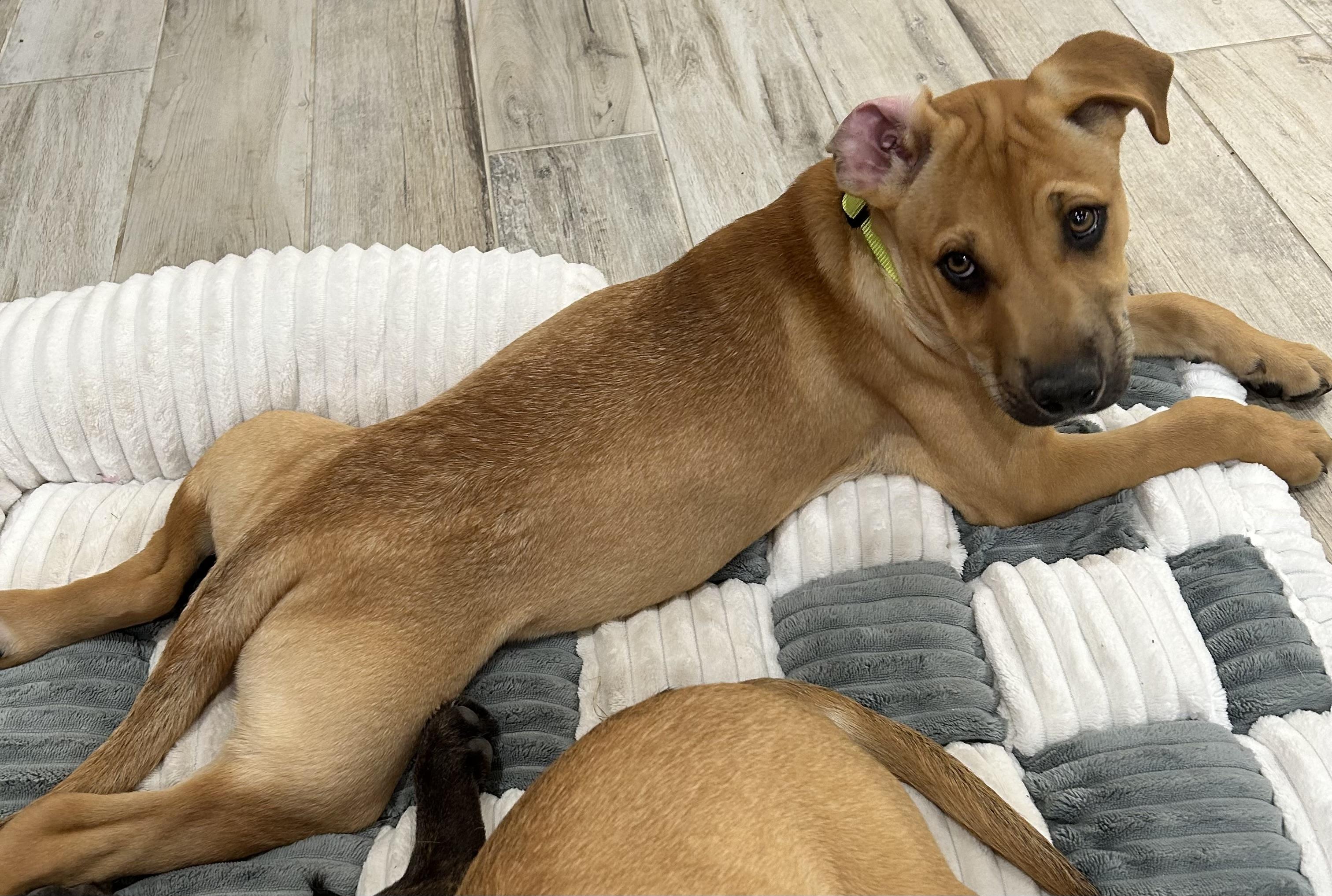 Tucker, a Adoptable mixed breed in Schertz, TX image 3/6