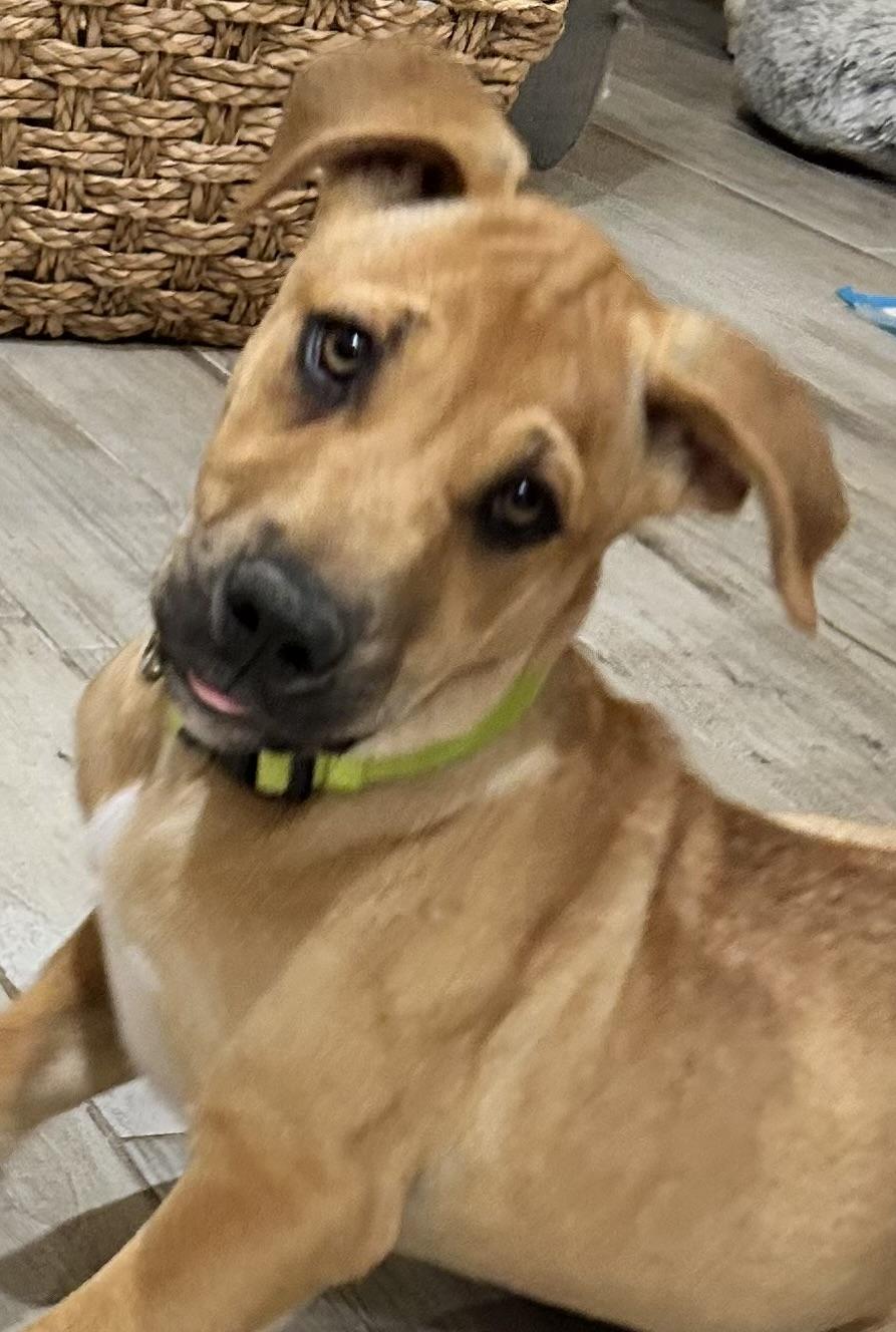 Tucker, a Adoptable mixed breed in Schertz, TX image 4/6