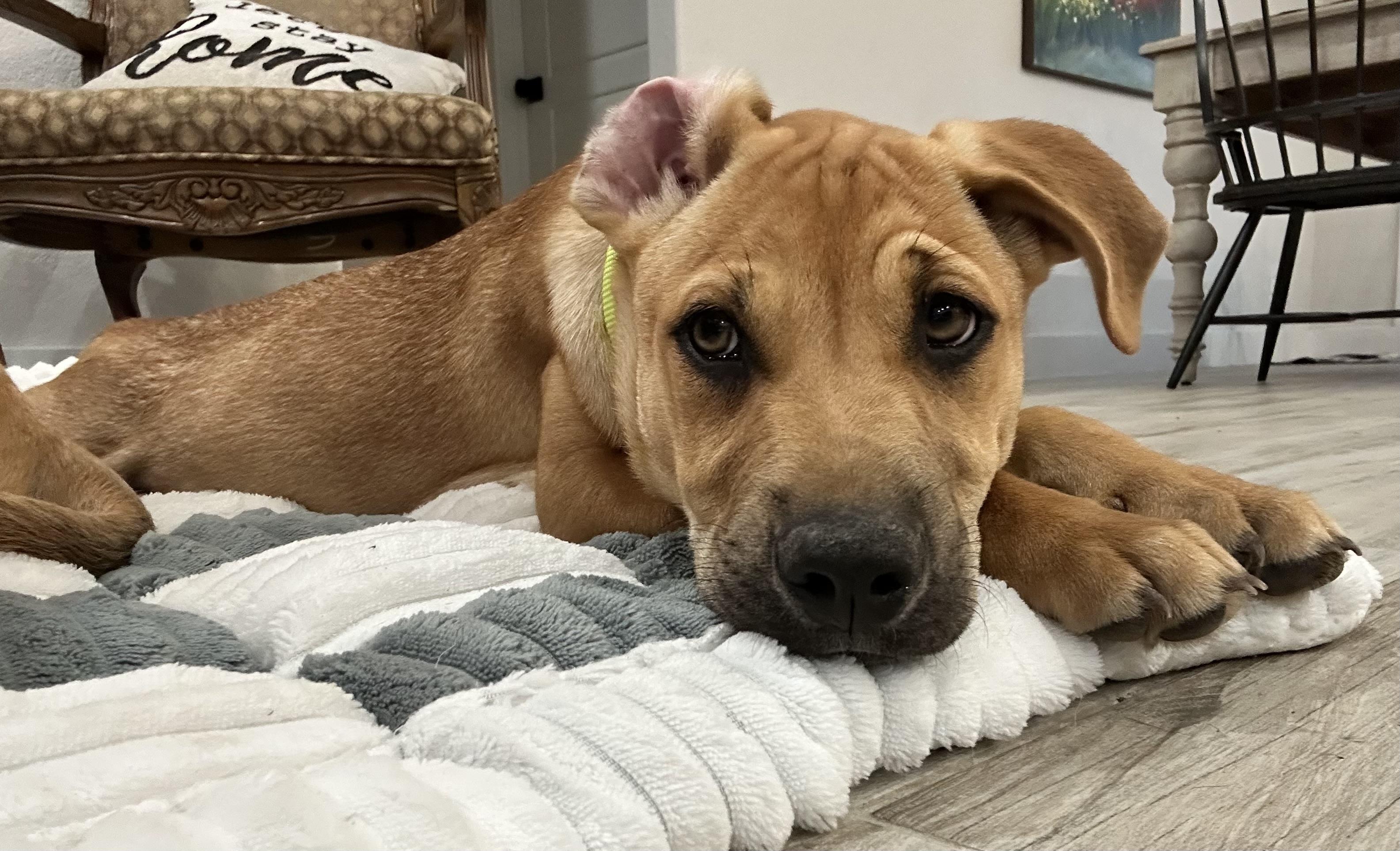 Tucker, a Adoptable mixed breed in Schertz, TX image 5/6