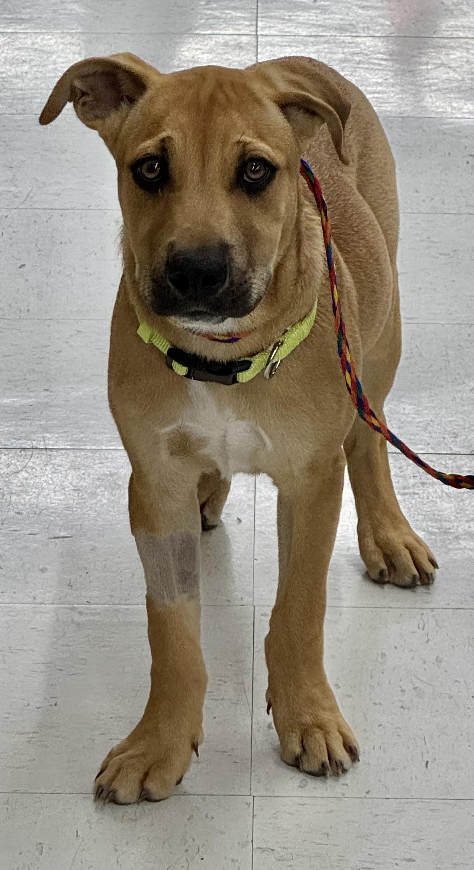 Tucker, a Adoptable mixed breed in Schertz, TX image 6/6