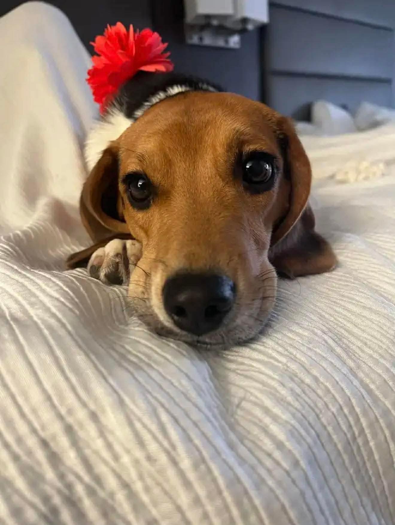 Enlarge Daisy , an adopted Beagle in Garland, TX image 4/4