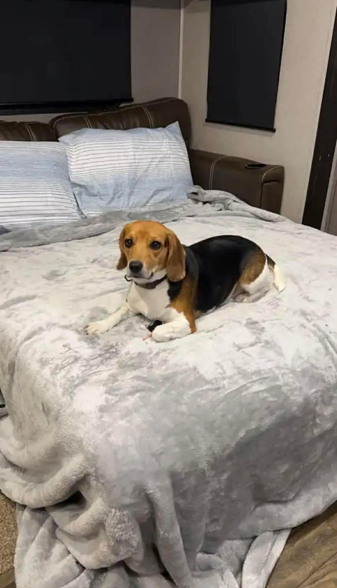 Enlarge Daisy , an adopted Beagle in Garland, TX image 2/4