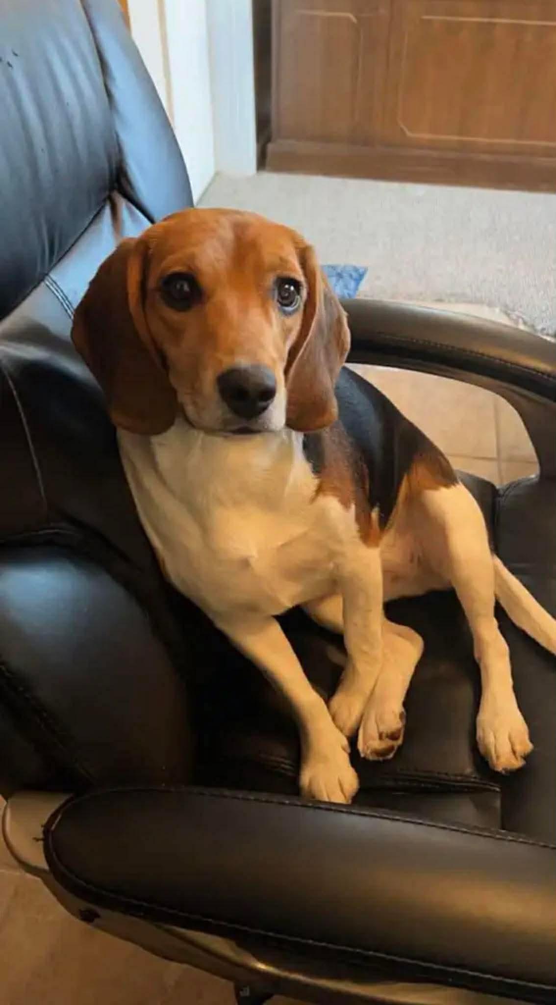 Daisy , adopted, Adult Female Beagle.