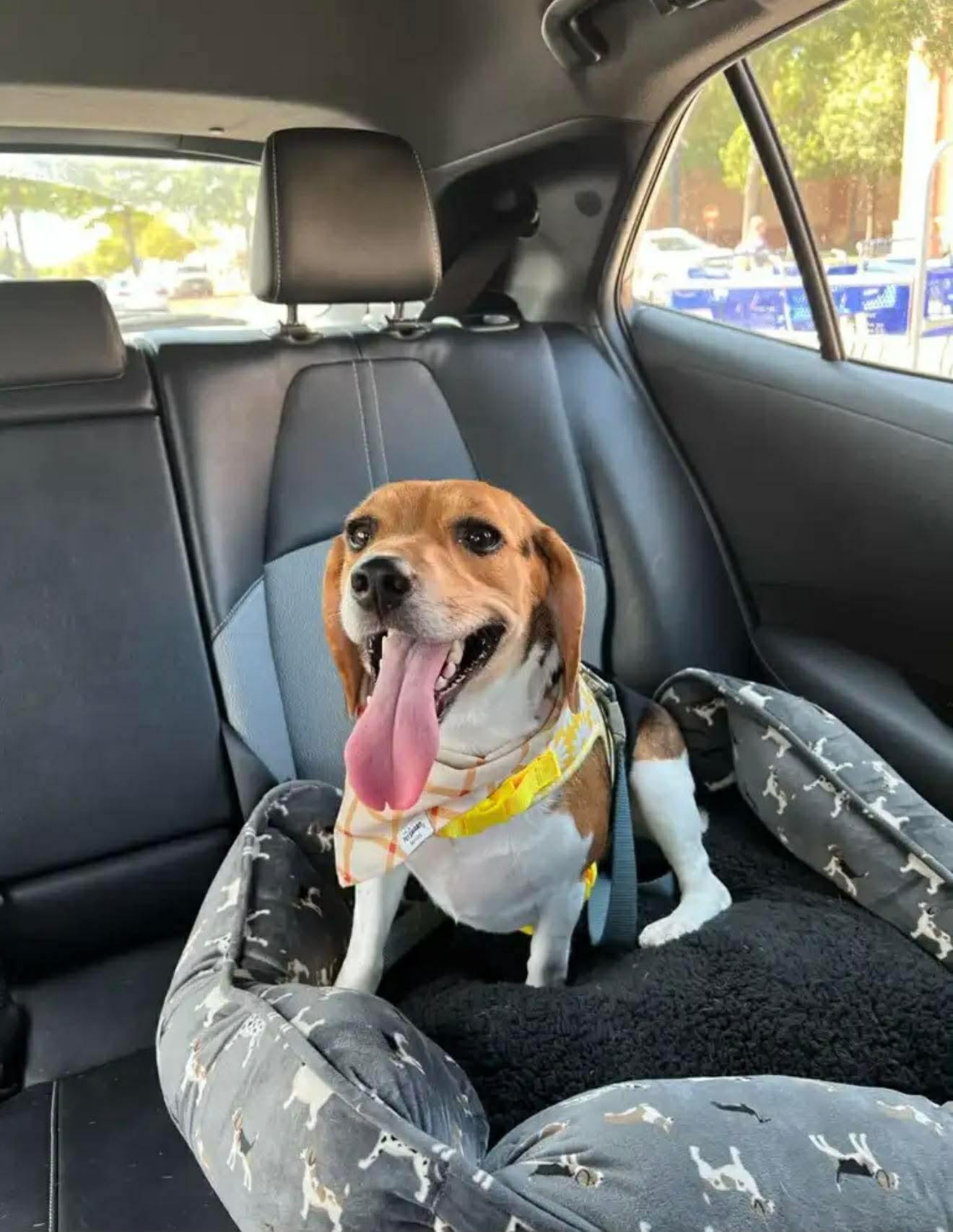 Enlarge Daisy , an adopted Beagle in Garland, TX image 3/4
