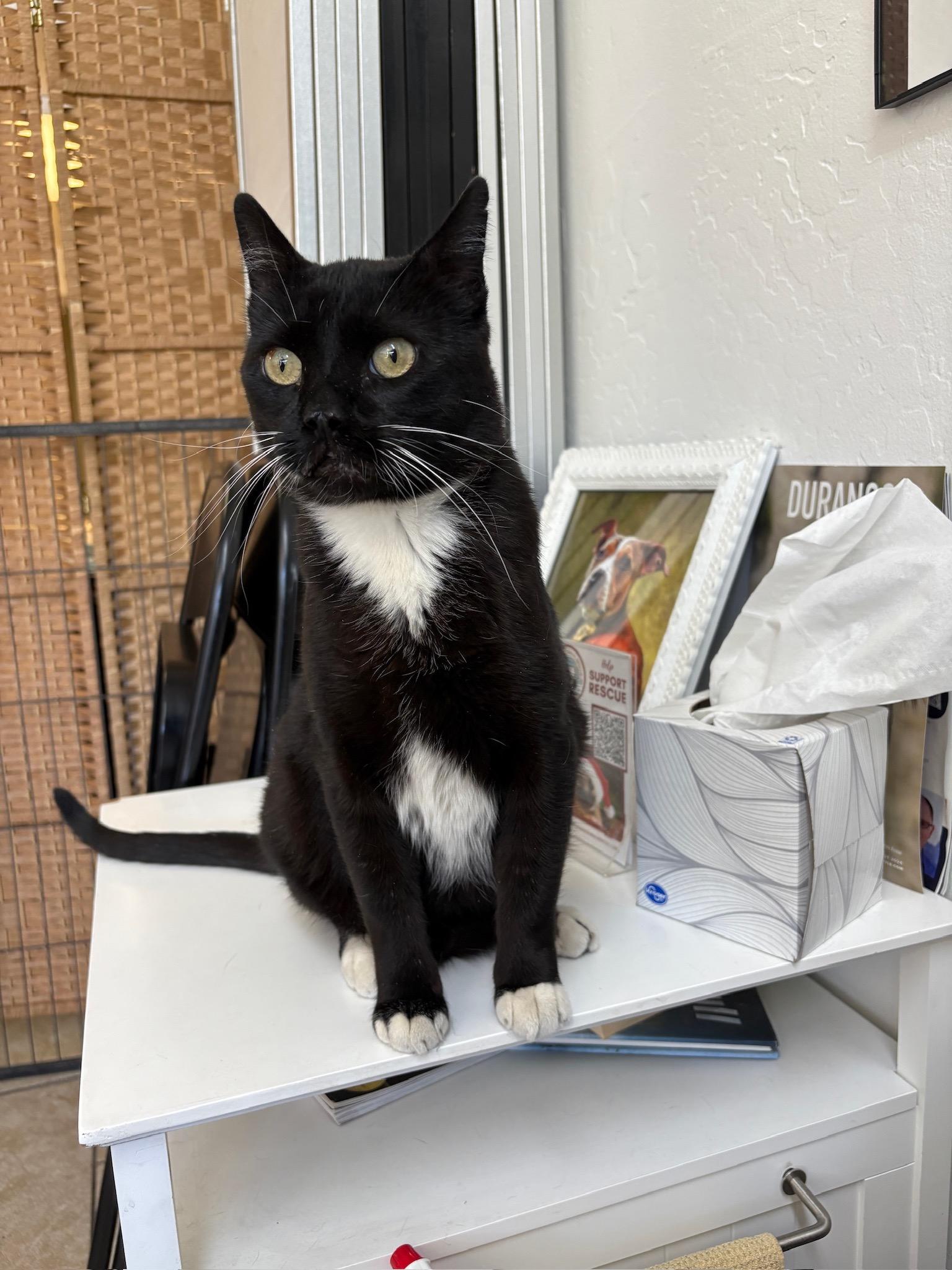 Quasar & IO (Cat & Dog Duo!), an adoptable Domestic Short Hair in Durango, CO, 81302 | Photo Image 2