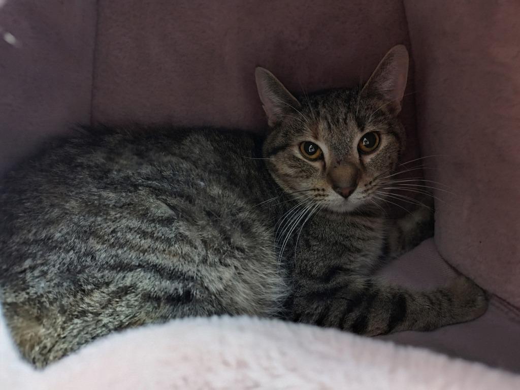 Snowflake - Working Cat, Adoptable, Adult Female Domestic Short Hair.