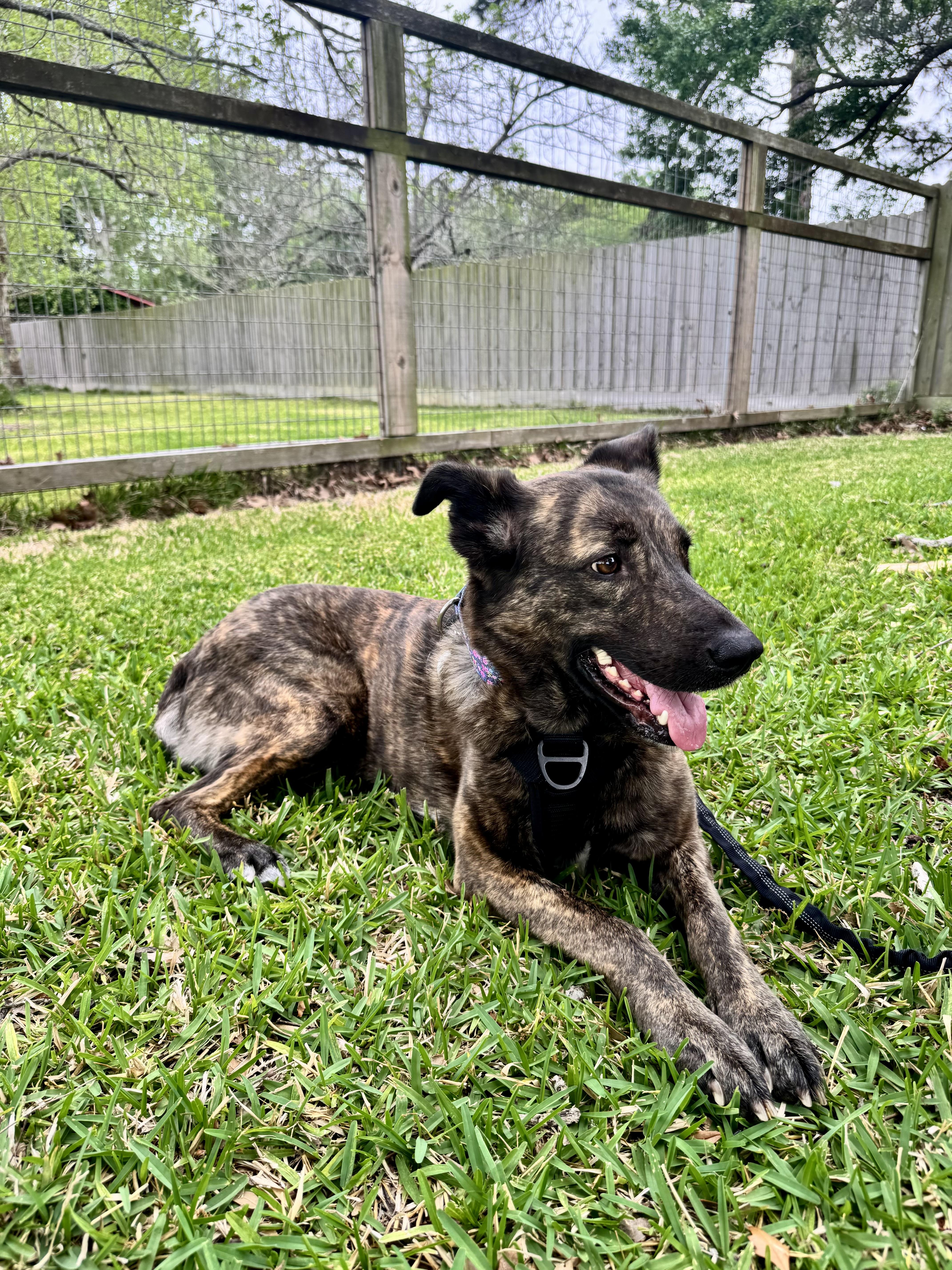 Enlarge Remy, an adopted mixed breed in Houston, TX image 3/5