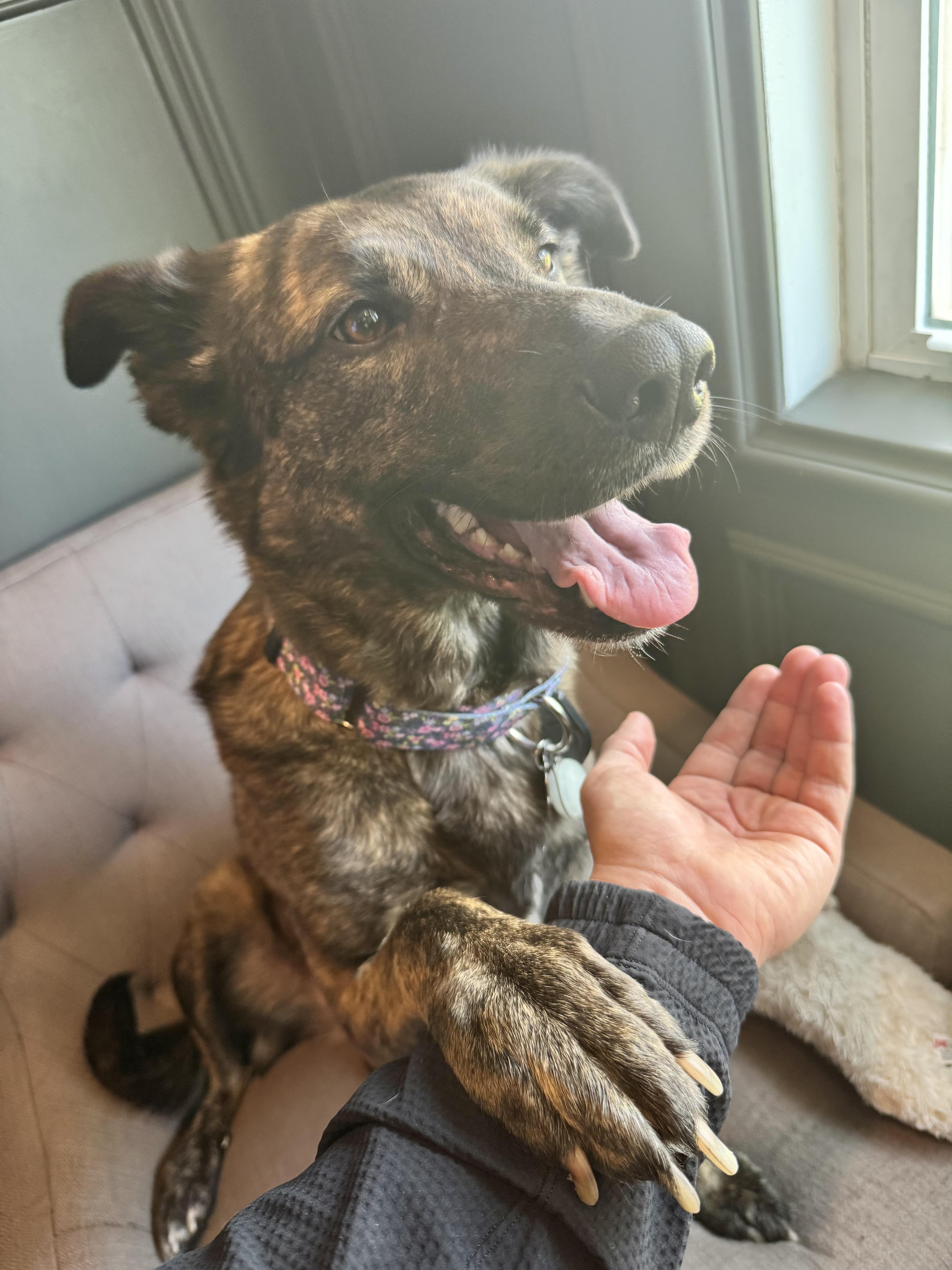 Enlarge Remy, an adopted mixed breed in Houston, TX image 4/5