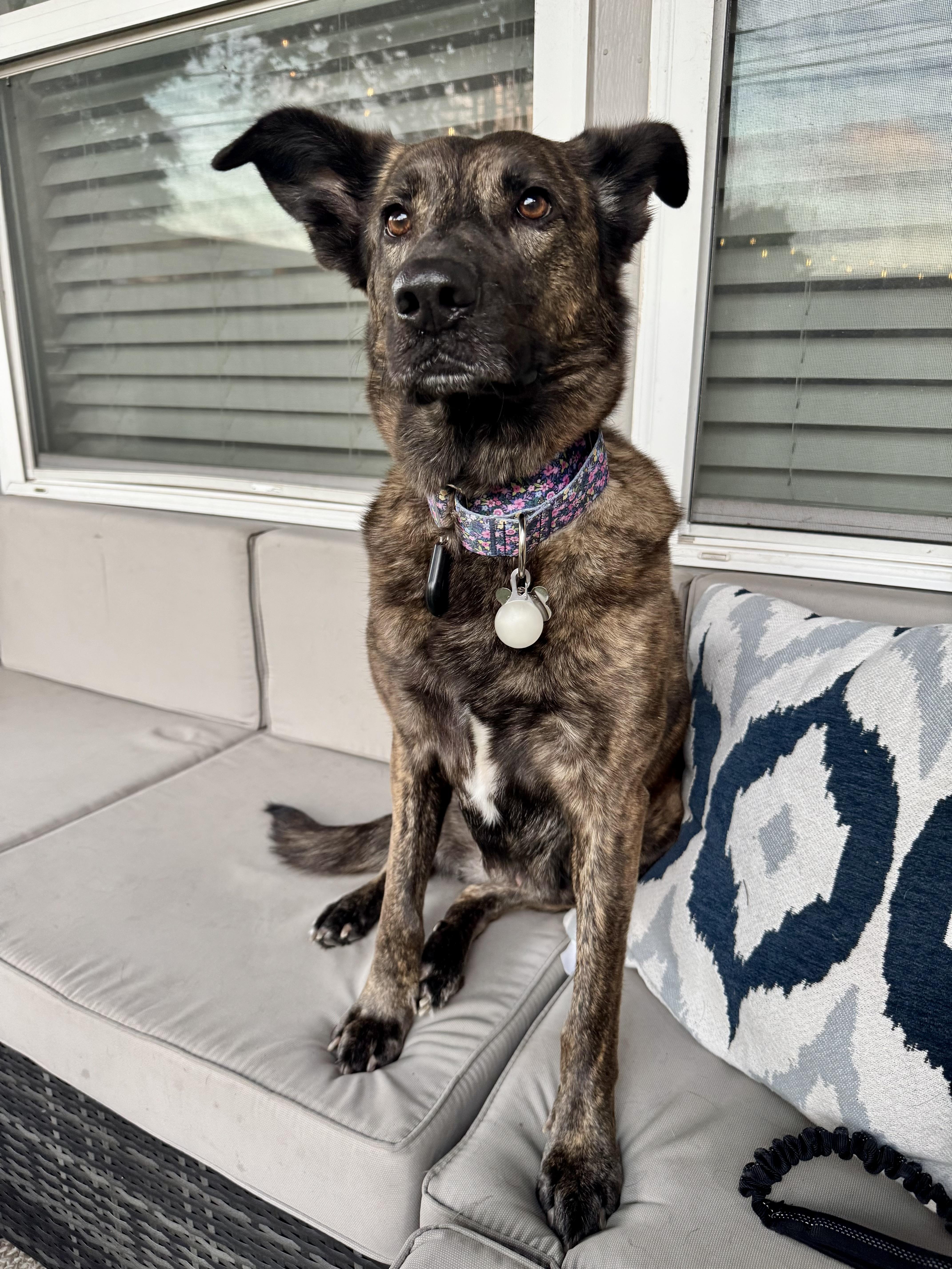 Enlarge Remy, an adopted mixed breed in Houston, TX image 5/5