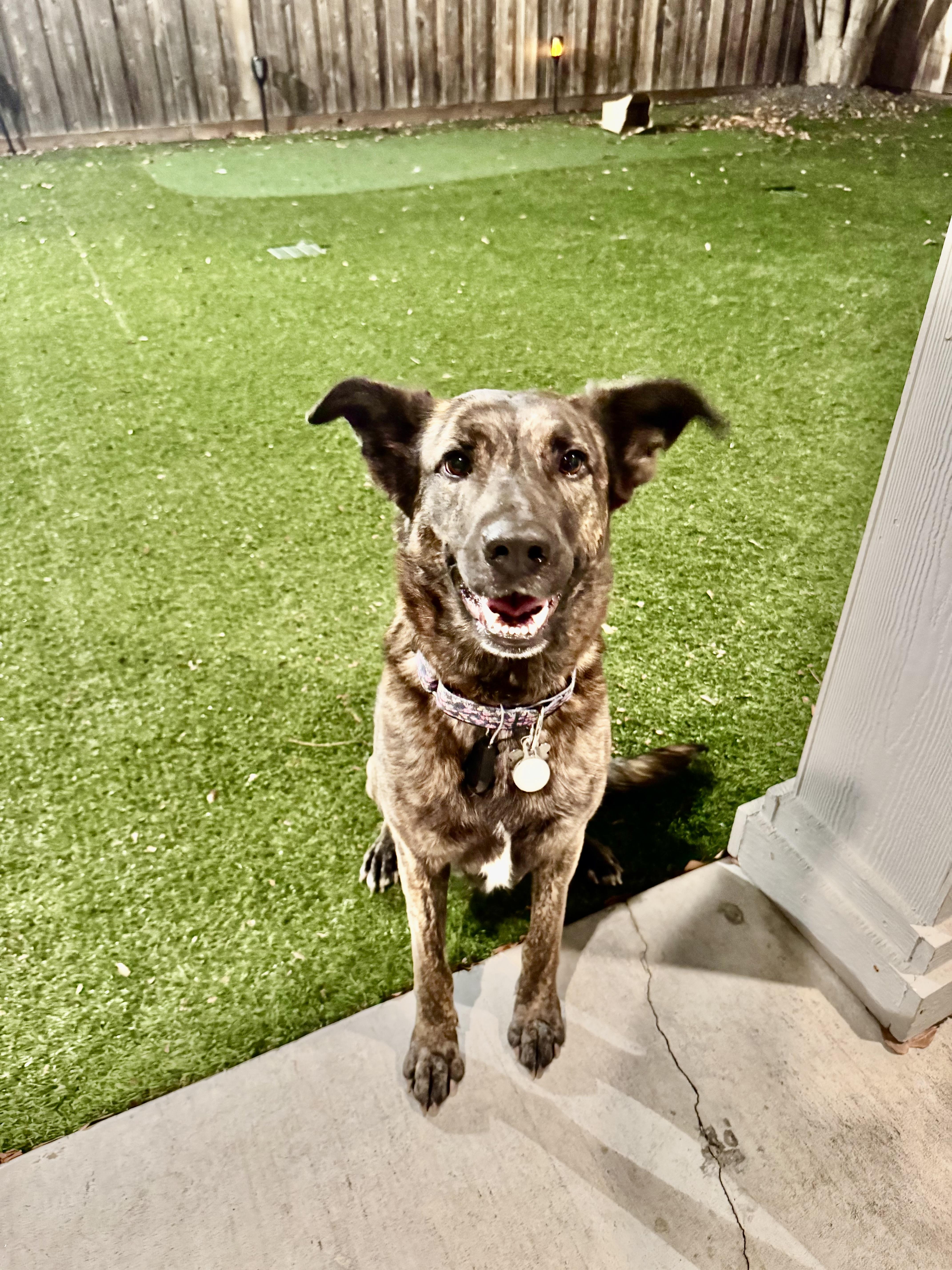 Enlarge Remy, an adopted mixed breed in Houston, TX image 2/5