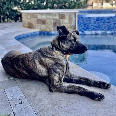 Enlarge Remy, an adopted mixed breed in Houston, TX image 1/5