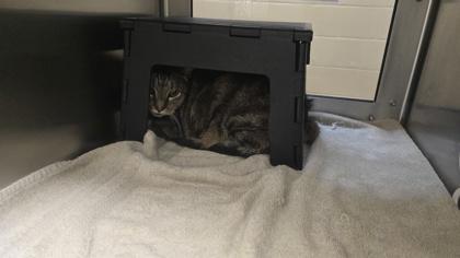 ShyGuy, Adoptable, Senior Male Domestic Short Hair.