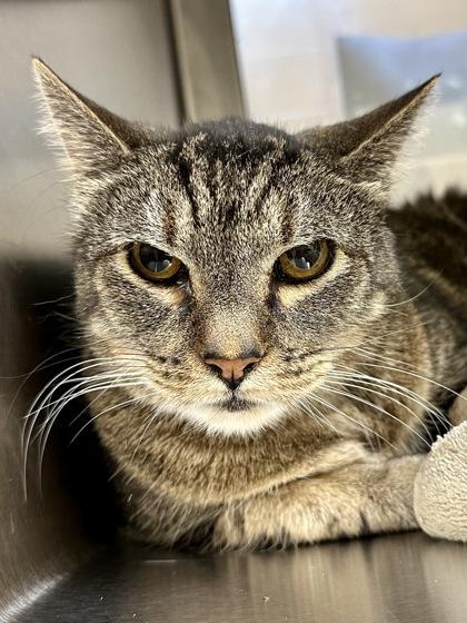 Enlarge ShyGuy, a Adoptable mixed breed in Wichita, KS image 2/2