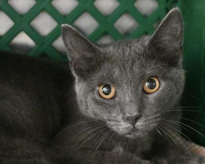 Titan, a Adoptable Domestic Short Hair in West Seneca, NY image 1/3