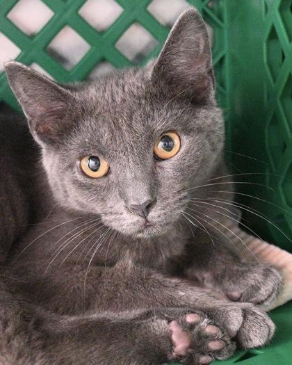 Titan, a Adoptable Domestic Short Hair in West Seneca, NY image 2/3