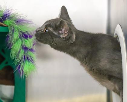 Titan, a Adoptable Domestic Short Hair in West Seneca, NY image 3/3